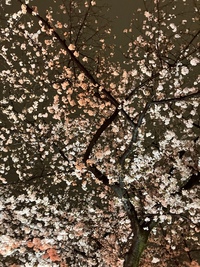 （仕事終わりに🥰）SAKURA🌸〜THE FINAL〜@上野公園　3/30（木）1900〜2130