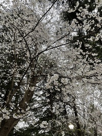 お花見　in 小金井公園（現在の参加者は25名です）