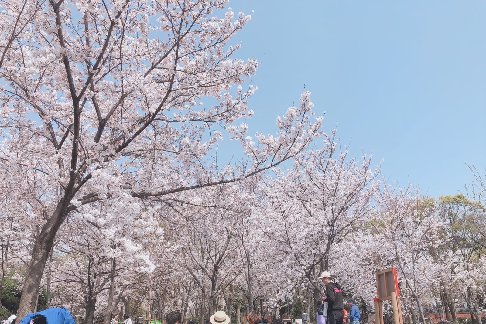 【無料】みんなでお花見をしよう　桜を見ながら自由に過ごす