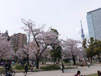 現時点で40人超え 4/2（日）【🌸錦糸町でお花見🌸】