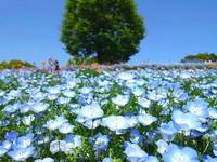 昭和記念公園にネモフィラ&花を見に行こう🐣🐣