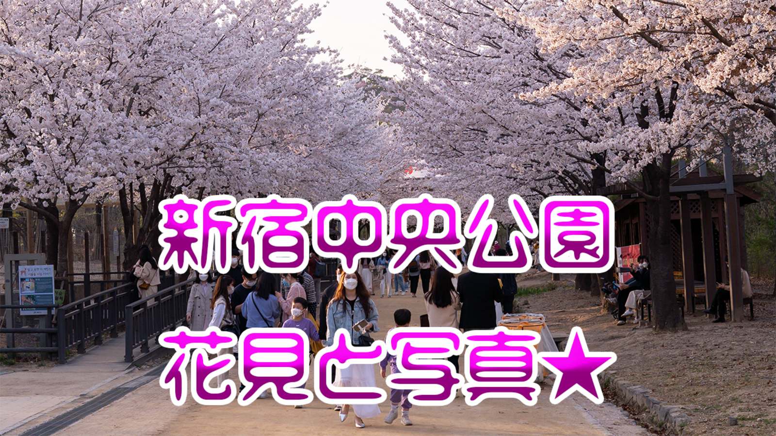 4/1 15:30新宿中央公園で花見しながら写真撮ろう。トークルームでも募集中。
