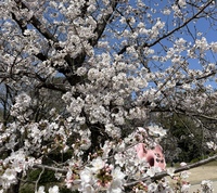 みんなで花見BBQをしよう！🌸