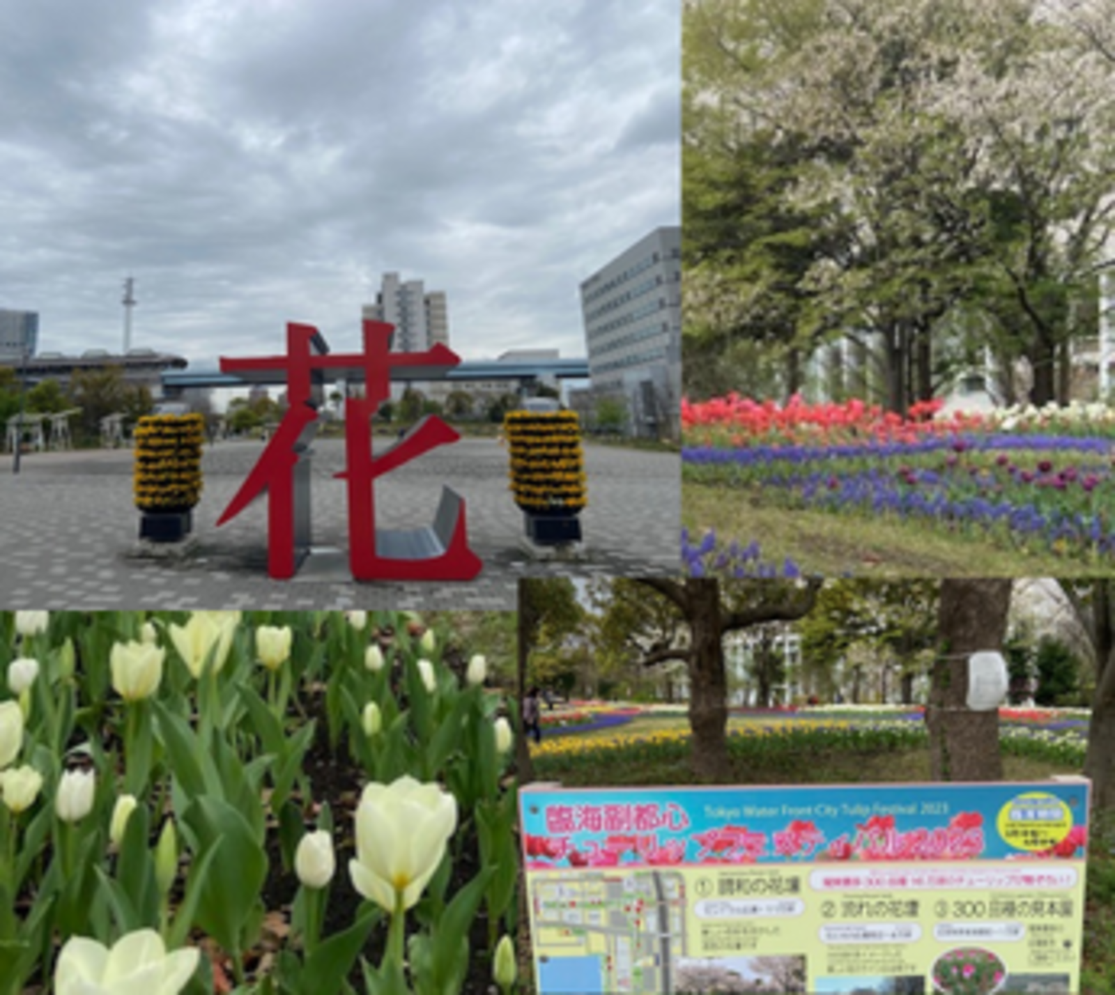 季節限定特別開催　お台場エリア　景色の良いベイエリア散歩散策会 　 チューリップフェスタ　季節のお花が綺麗なエリア　　 多数の３００種のお花が咲いています。途中ランチ休憩も