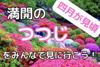【春爛漫🌸根津神社⛩】鮮やかなつつじ祭りの花海で心癒される特別なお花見🌺✨