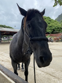 馬好きさん🐴💕たちと大井競馬場ナイターに行ってみる会