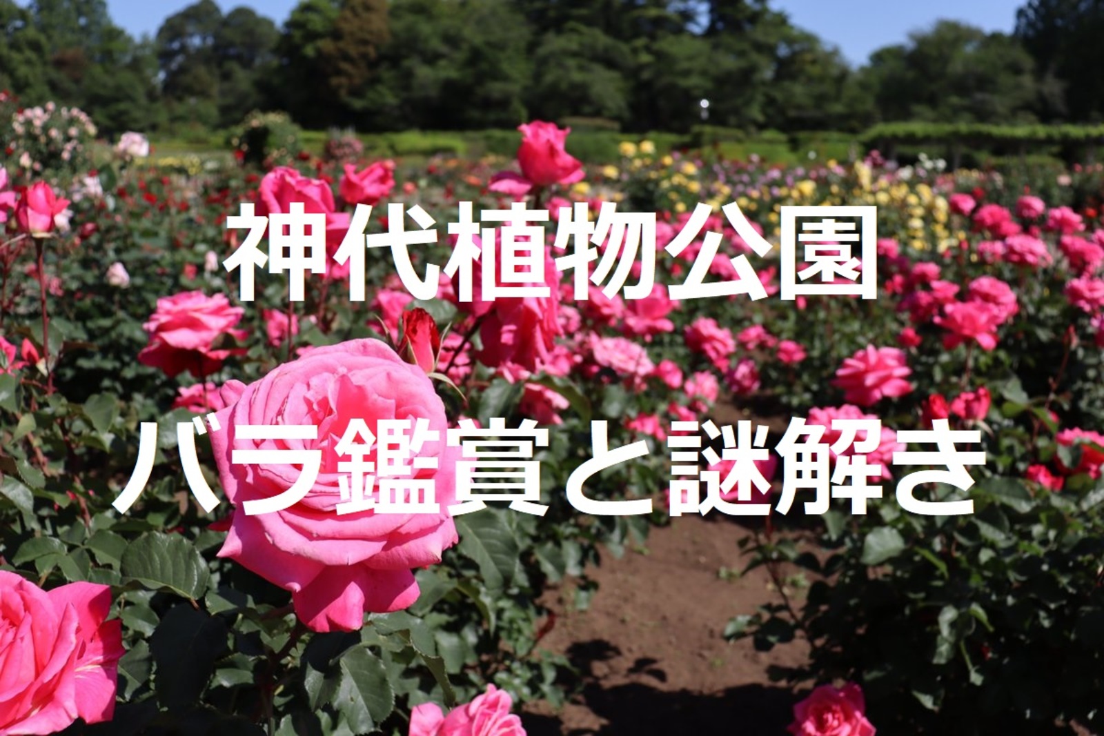 神代植物公園で謎解き＆バラやつつじウィークを楽しみます♪