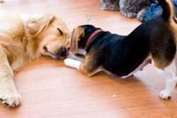 大型犬のいる犬カフェに行こう🌈🌈