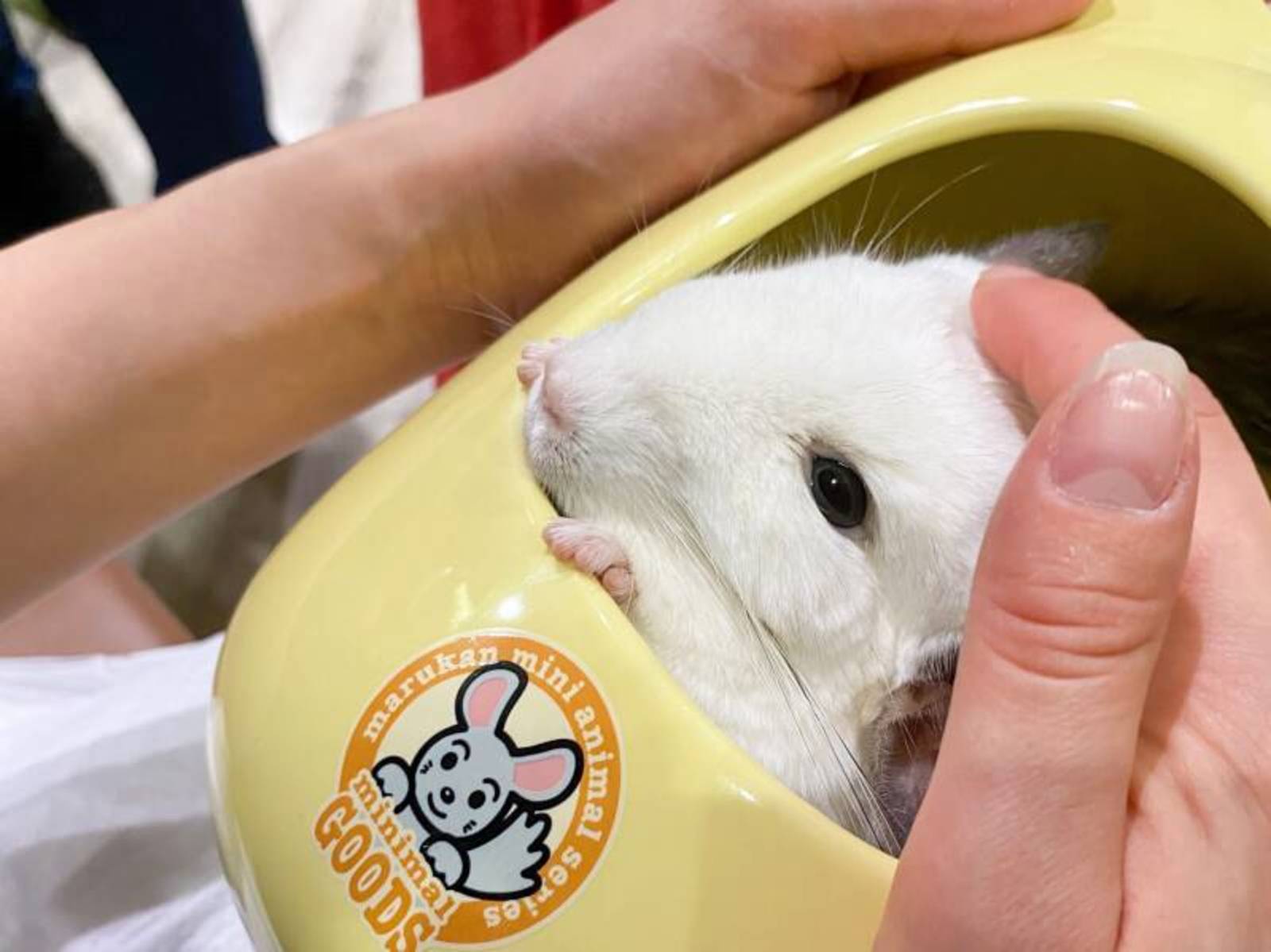 20種類以上の動物と触れ合える？ 癒やされイベントです🍋🍋