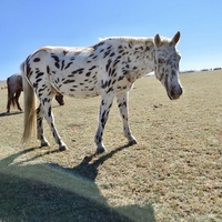 馬好きさん🐴💕たちと馬に乗ってみる会(台風のため中止)