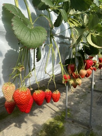 第31回お菓子作り会〜いちごのお菓子〜