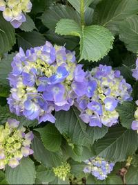 【20代前半主催】梅雨到来！王子・飛鳥山公園で美しい紫陽花を愛でましょう☔