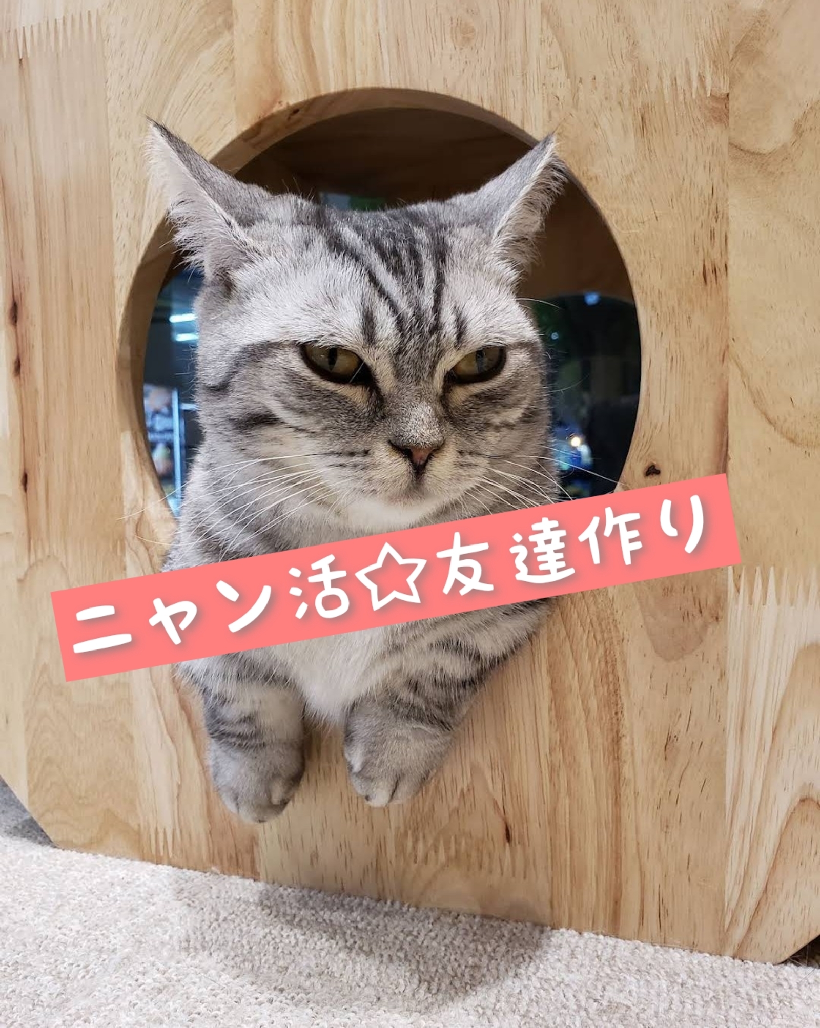 吉祥寺×猫カフェ☆ニャン活をしようの会🐱