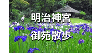 都内最強と言われるパワースポット！菖蒲田、隔雲亭、清正井など「明治神宮御苑」を散歩します♪
