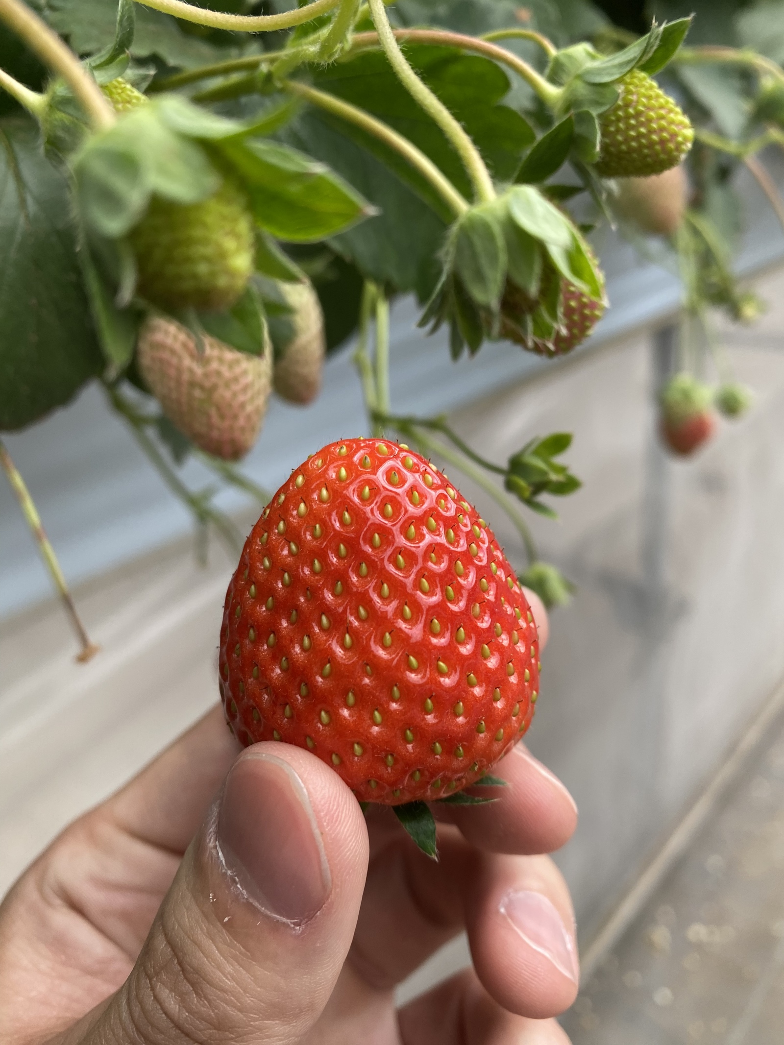 旬は過ぎてもまだ間に合う！いちご狩りへ行こう🍓