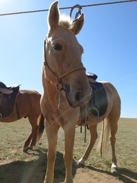 馬好きさん🐴💕と日本ダービーに行ってみる会