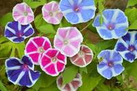 【無料枠3増設】夏の風物詩、アサガオ市に行こう🍊🍊