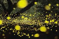 ホタル撮影📸【大阪から1時間半圏内くらいで】スマホ参加もOK