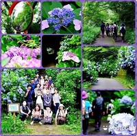 【7月1日(土)】イコイコ生駒山deアジサイ鑑賞ハイキング
