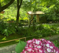 一粒万倍日　紫陽花が綺麗な季節　 縁結びパワースポット巡り　鎌倉駅スタート