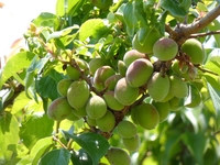 【大阪】旬の青梅を使った梅酒づくり体験！