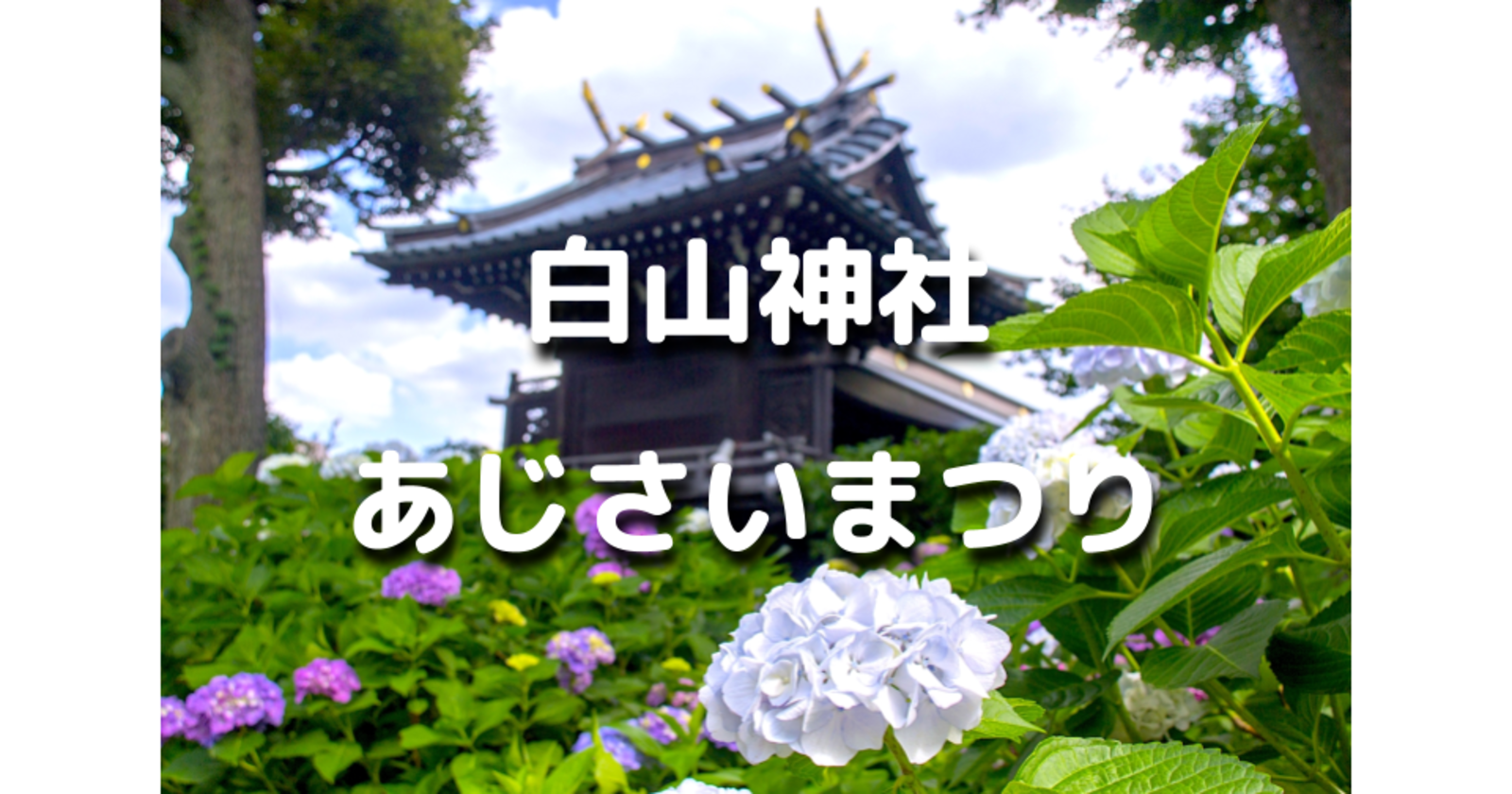 文京区あじさい祭り！あじさいの名所「白山神社」と時間があれば小石川植物園も散歩します♪