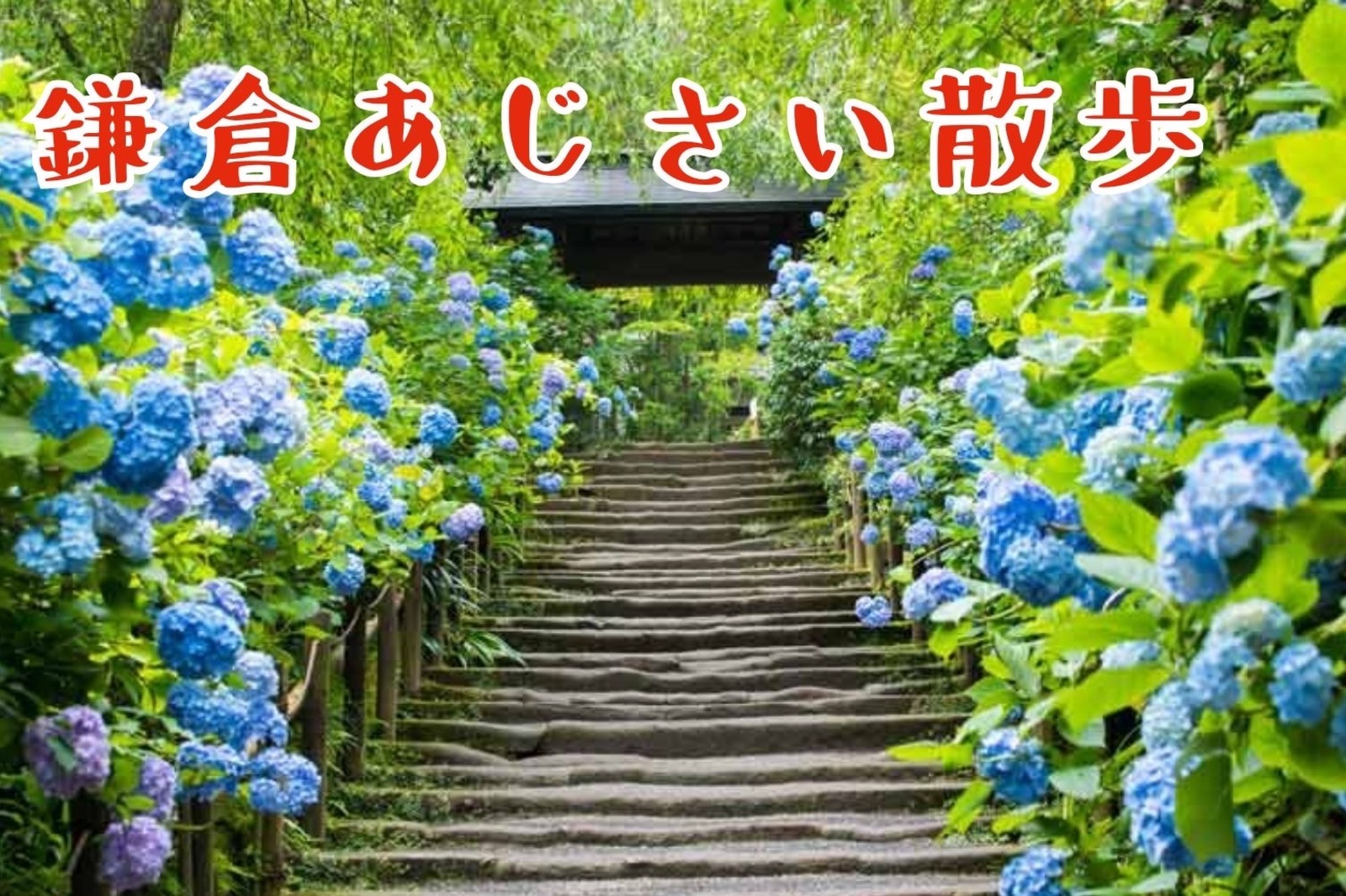 【先着2名無料‼️】長谷寺、江ノ島観光🚶✨紫陽花を楽しもう😊🖐️