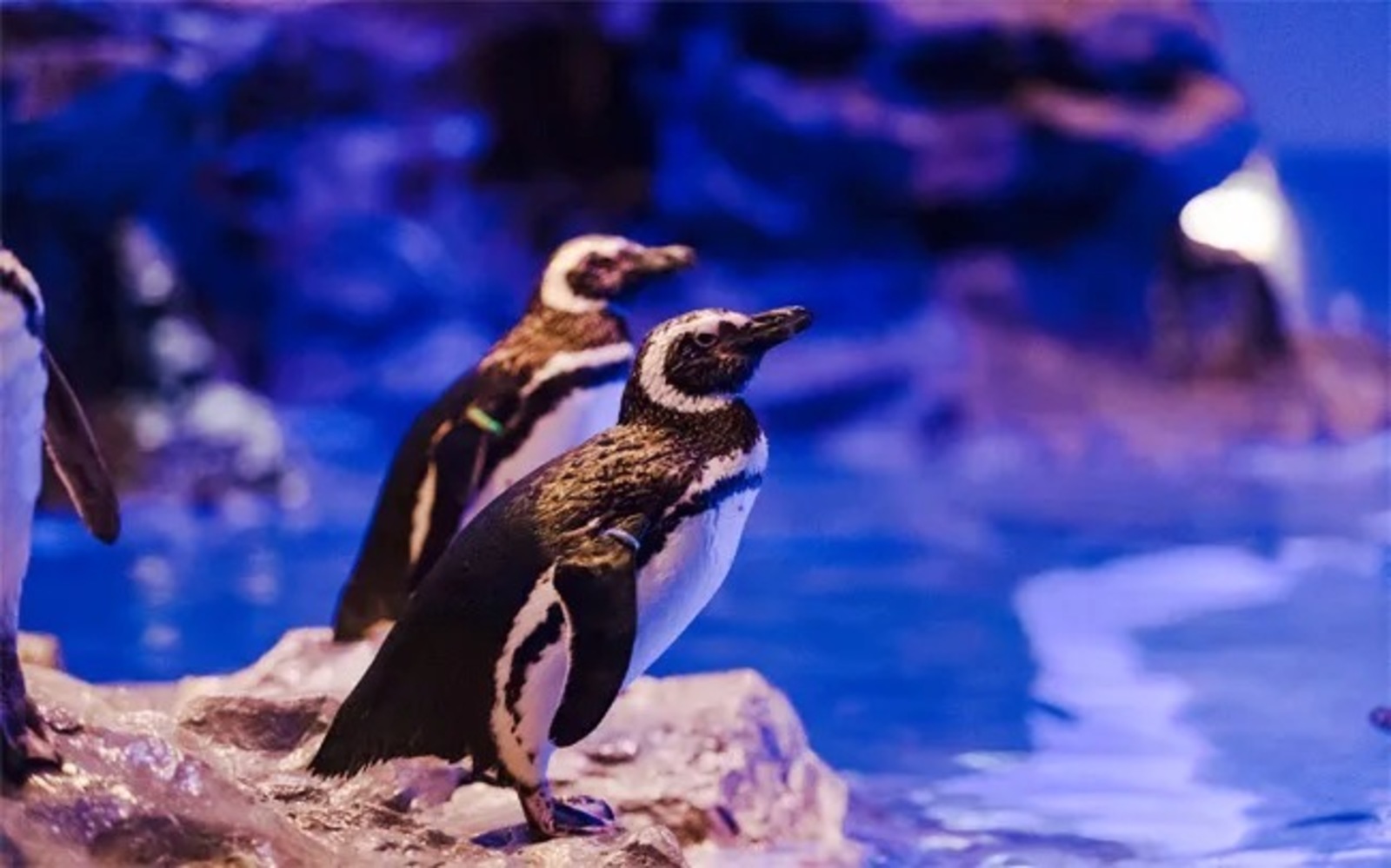 東京スカイツリーにある水族館に行こう🐧✨