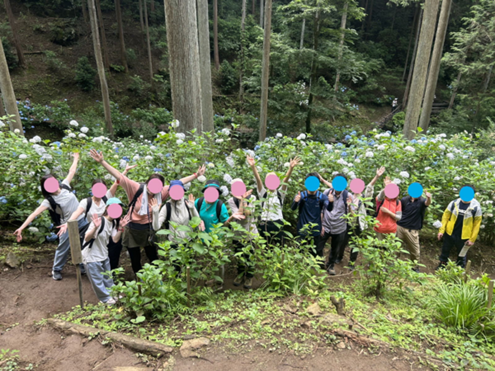 【20～40代限定！】華やかな紫陽花が咲き誇るあじさい山で登山イベント