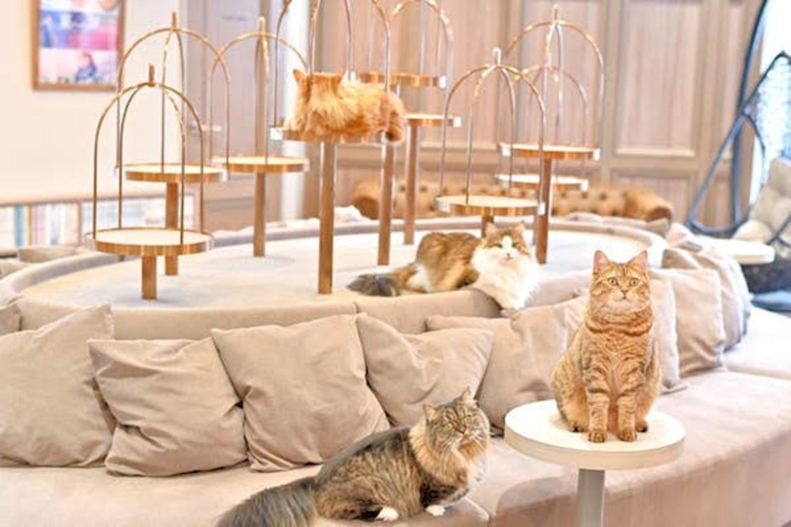 猫好き集まれ！渋谷の猫カフェを貸し切って癒されちゃおう！
