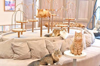 猫好き集まれ！渋谷の猫カフェを貸し切って癒されちゃおう！