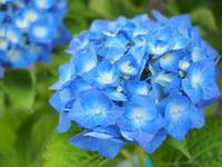 【先着5名無料】今が旬の紫陽花を見に行こう🐤🐤