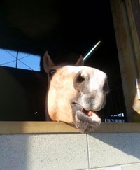 馬好きさん🐴と川崎競馬場ナイター(関東オークス)に行ってみる会