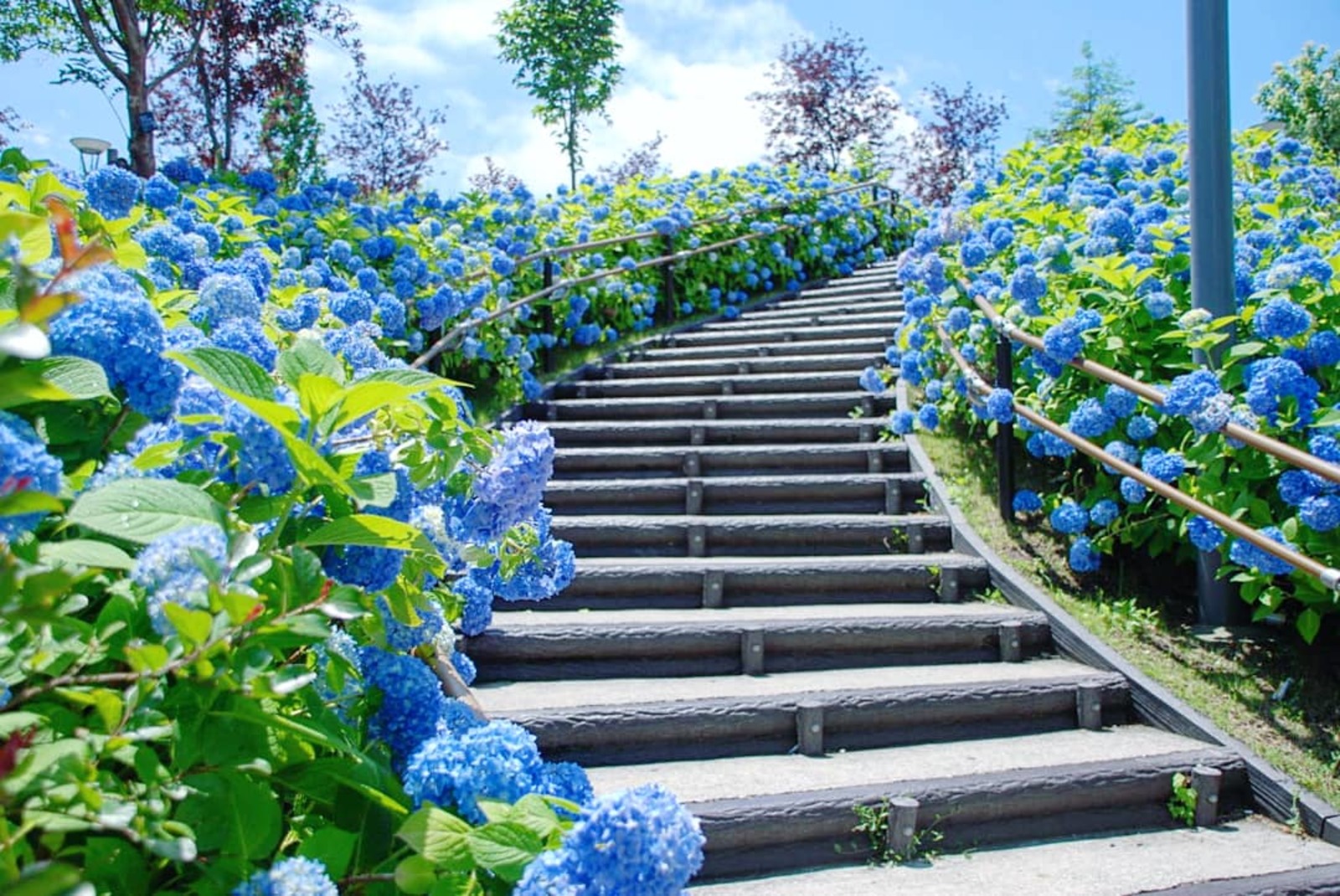 【カメライベント】お台場シンボルプロムナード公園の紫陽花を撮りに行こう！