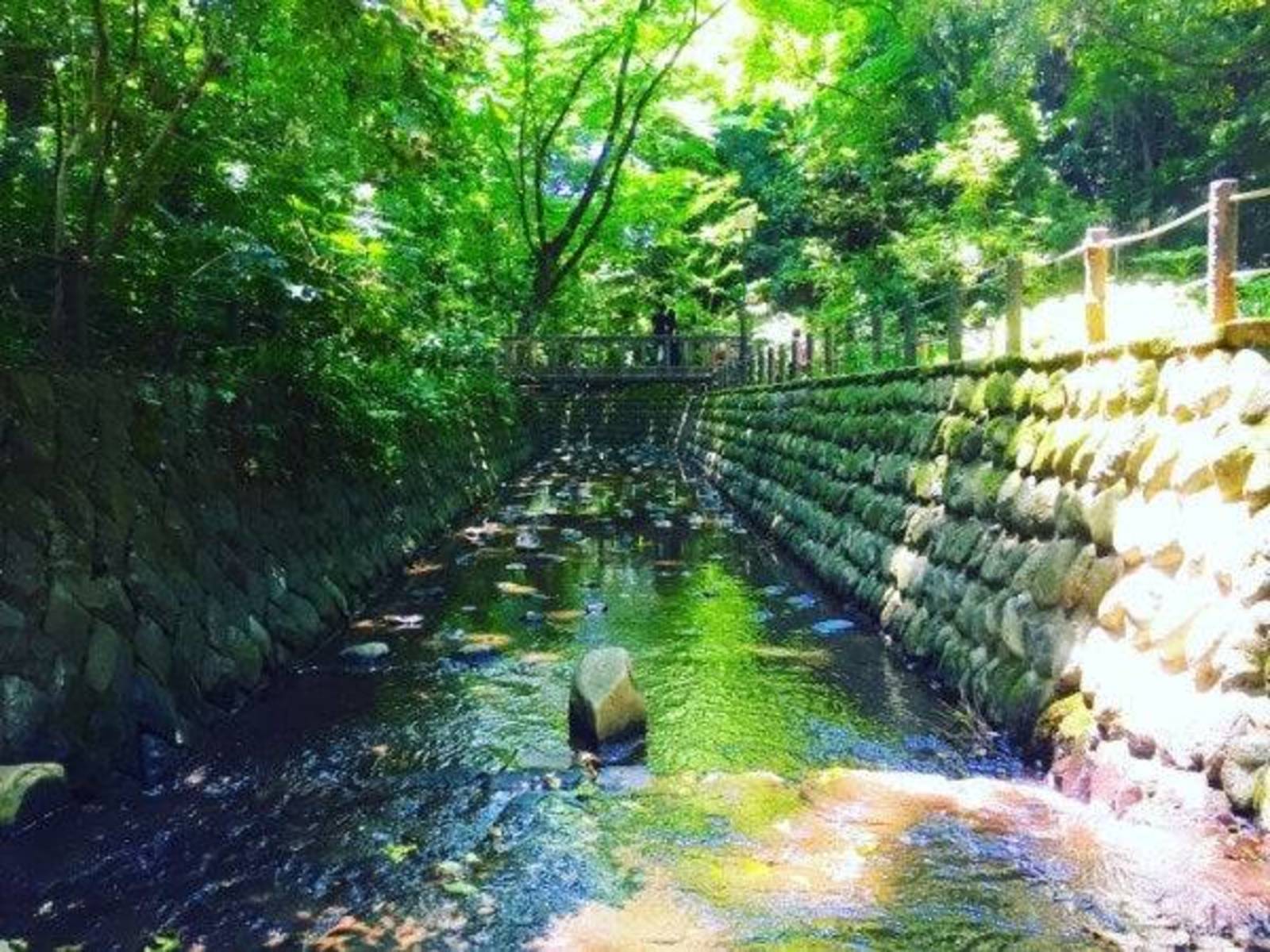 【カフェ会に変更する可能性あり】夏の避暑地？等々力渓谷に行こう🐥🐥