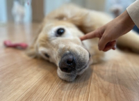 【✨女性限定✨】🐶ドッグふれあいカフェ🐾へ一緒に楽しみましょう会