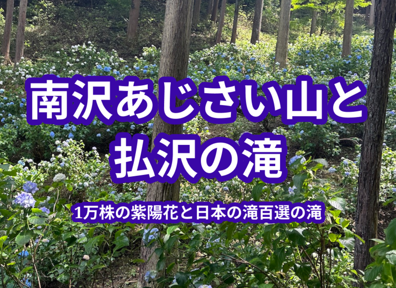 【東京の自然とあじさい】南沢あじさい山と払沢の滝　〜1万株のあじさい山と東京唯一の日本の滝百選の滝〜
