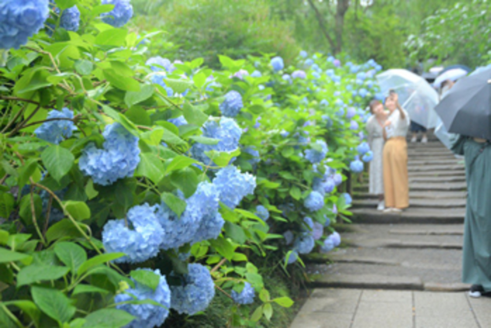 "あじさい"といえば、ココ😊鎌倉にある明月院で紫陽花を鑑賞しましょう🌸