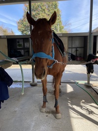 馬好きさんと帝王賞を見に行く会🐴💕(大井競馬場ナイター)
