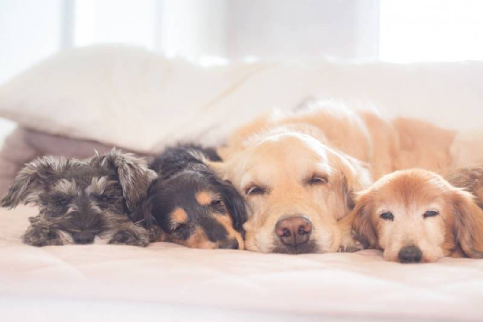 大型犬のいる犬カフェに行こう🌈🌈