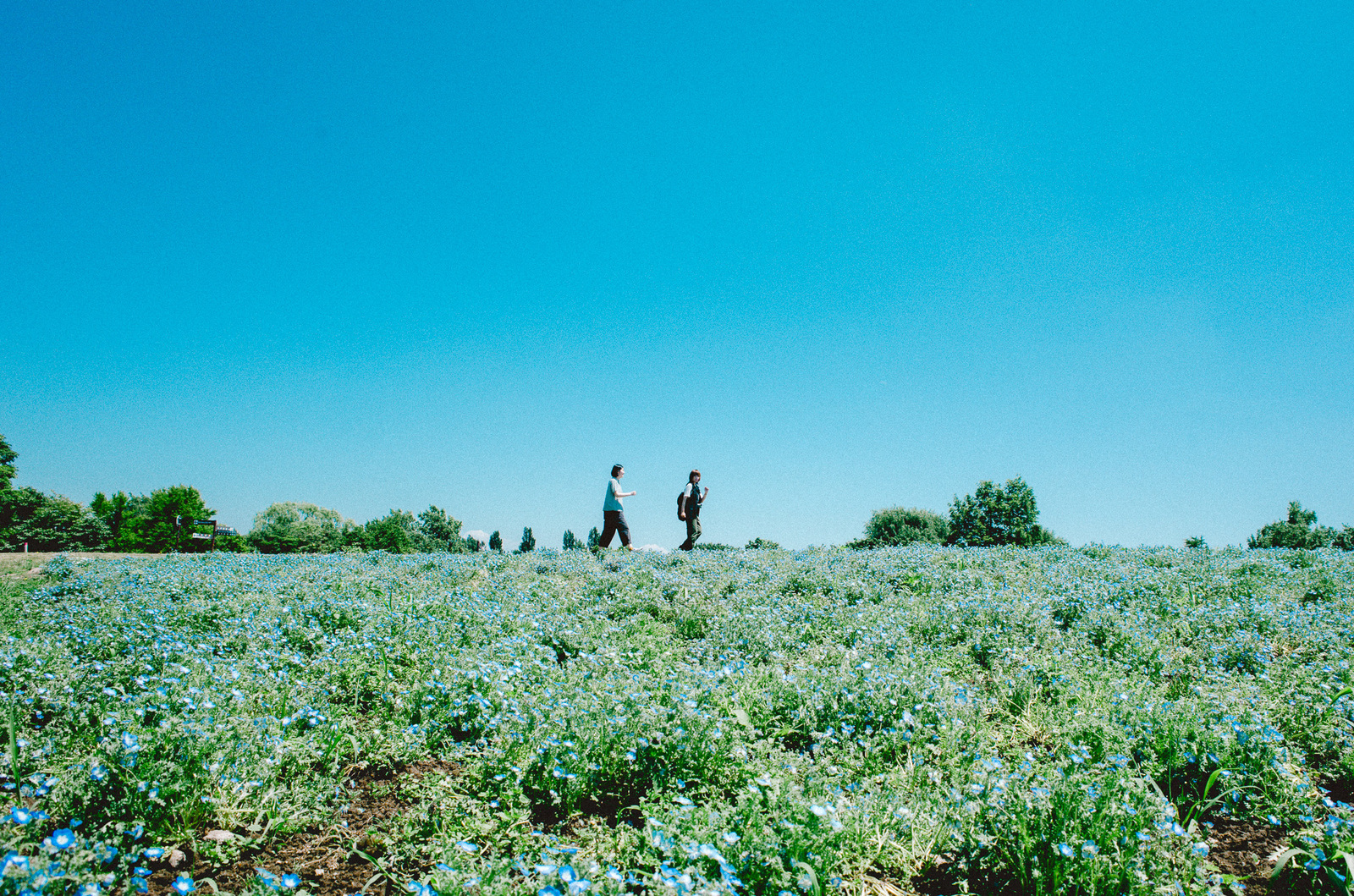 きれいでしたネモフィラ💠！モエレもね⛰