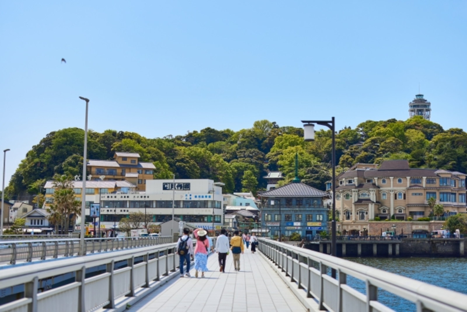 江の島で旬の生しらすを食べる会