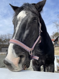 馬好きさんと馬に乗ってみる会3度目の正直🐴