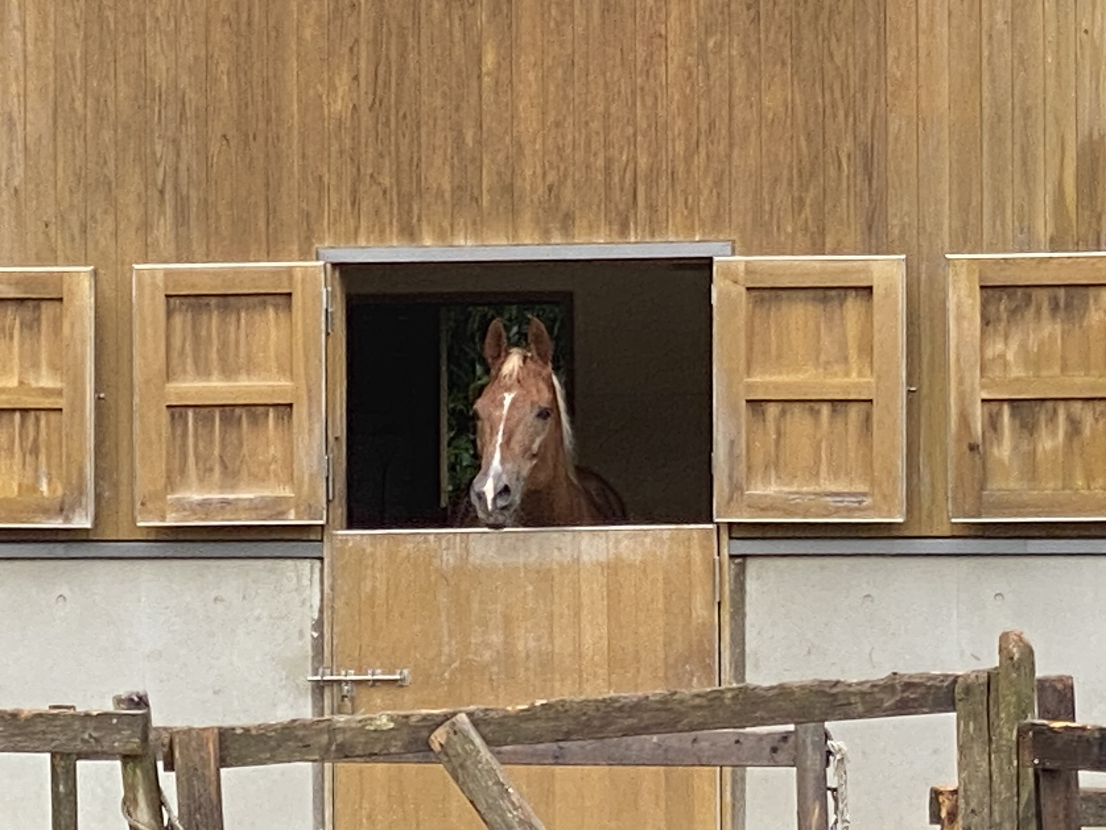 馬好きさんと大井競馬場ナイター(ジャパンダートダービー)に行ってみる会🐴