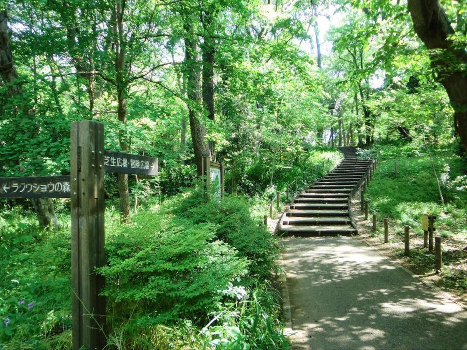 夏の避暑地？林試の森公園散歩🐥🐥