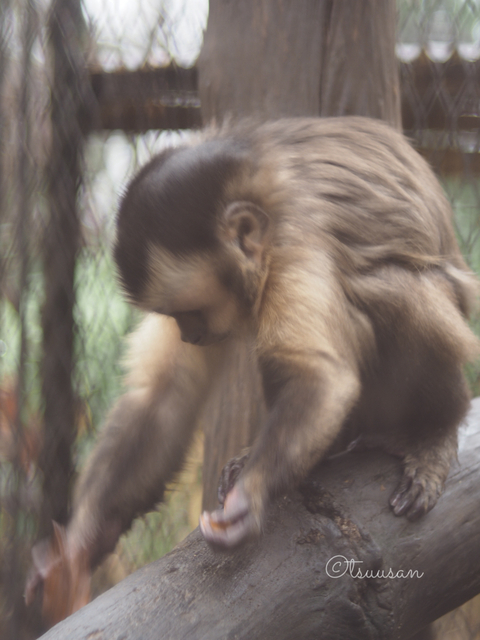 第16回オフ会 市原ぞうの国