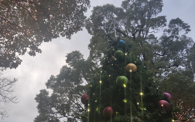 【街歩き】クリスマスツリーを200本探そう!