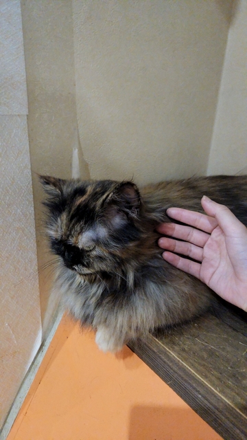 4/6 猫カフェ会始動です♪