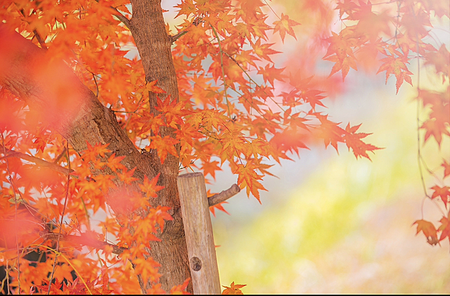 えびす講&長野群馬