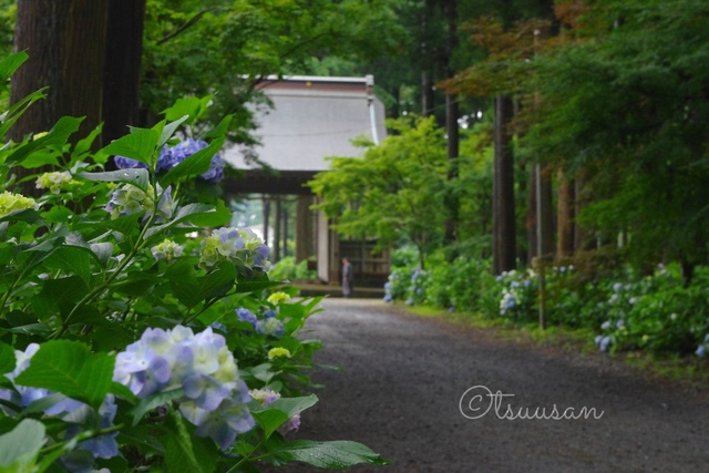 第18回平日オフ会　紫陽花めぐり(日本寺と成田宗吾霊堂)